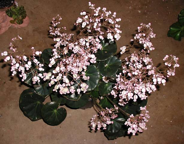 B. ‘Feastii’